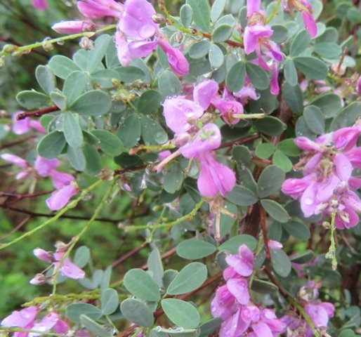 Indigofera denudata flowers